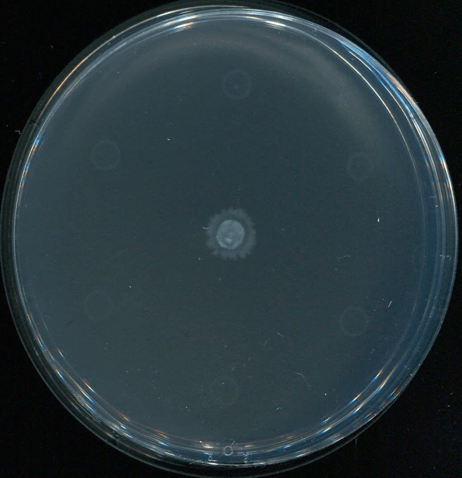 Бактерии в чашке Петри