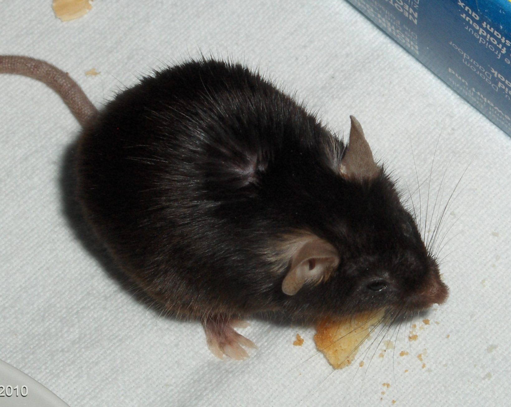 Black 6 mouse eating
