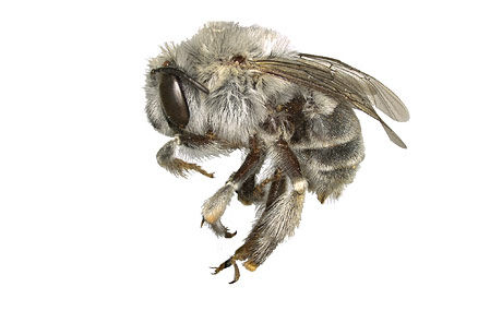 Anthophora pueblo