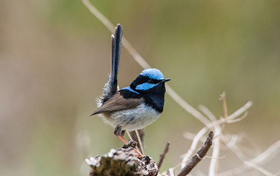 Malurus cyaneus