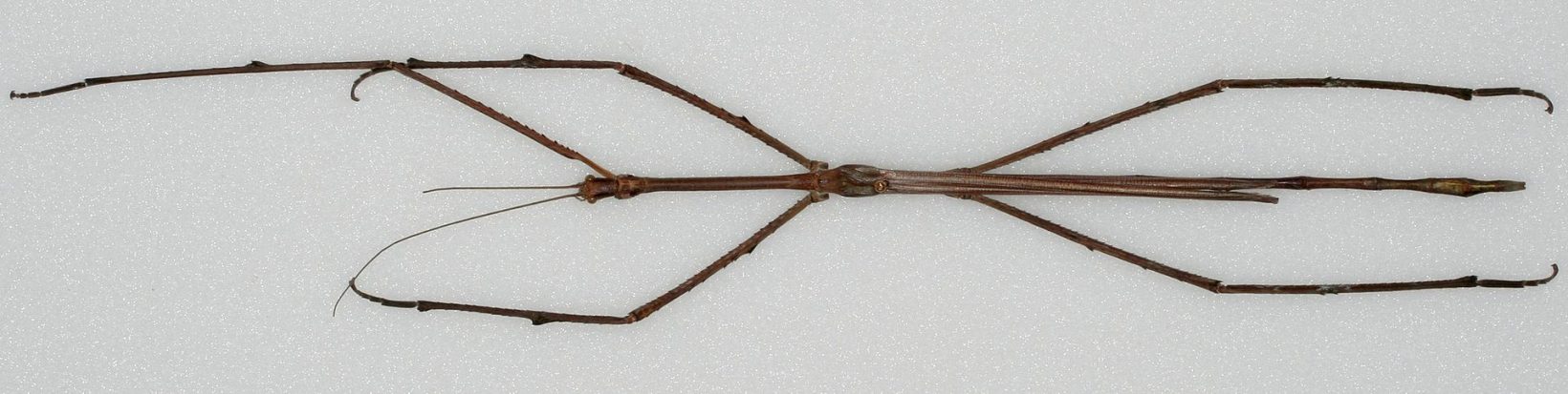 Phobaeticus chani