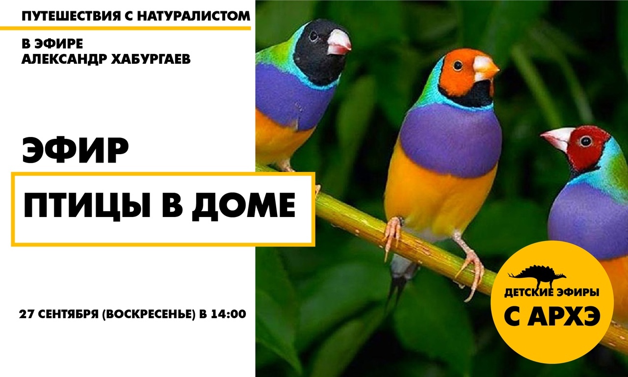 Птицы