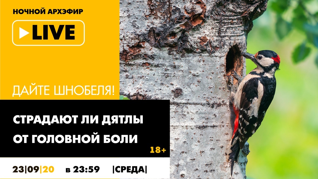 Шнобель
