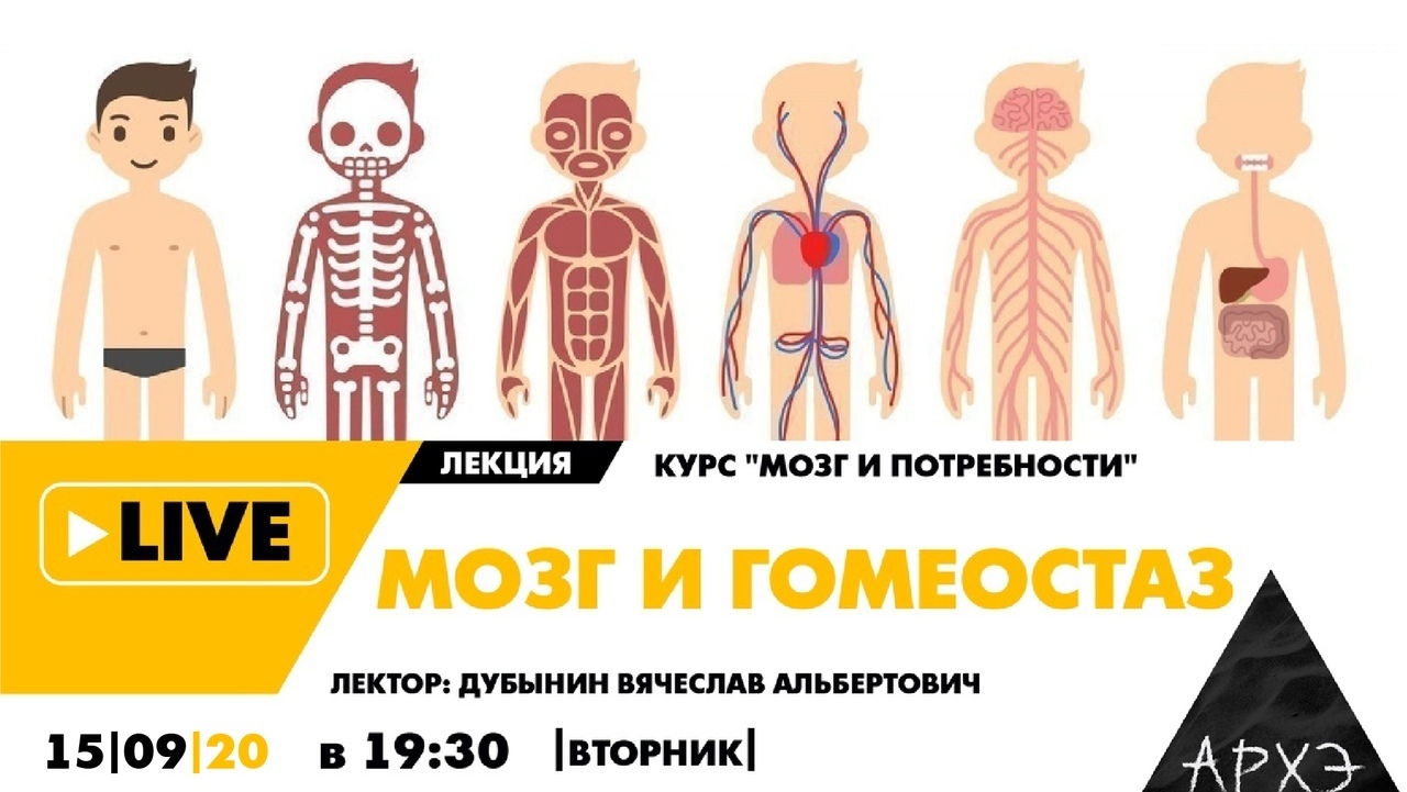 Мозг и гомеостаз