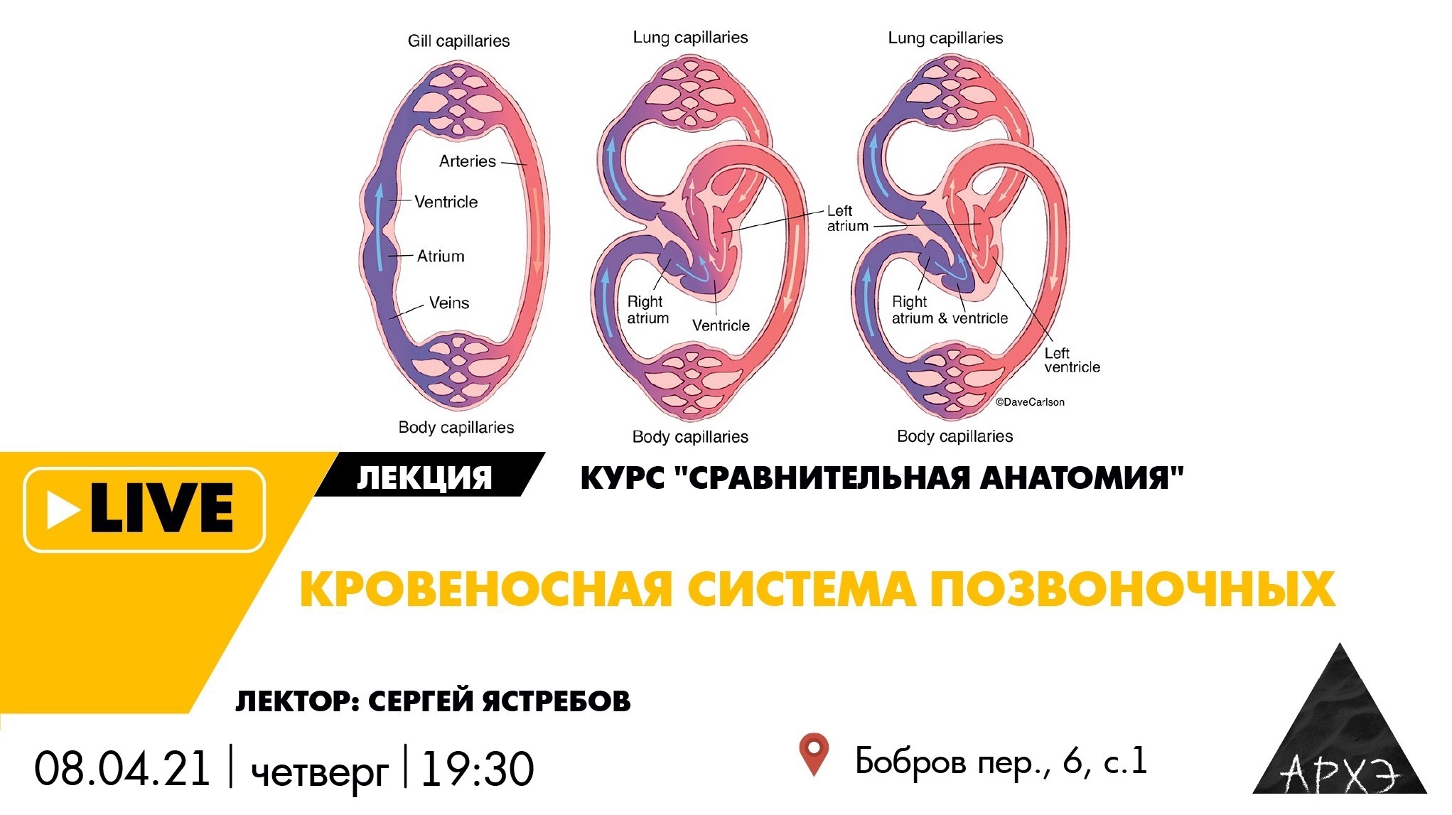 Лекторий культурно-просветительского центра «Архэ»