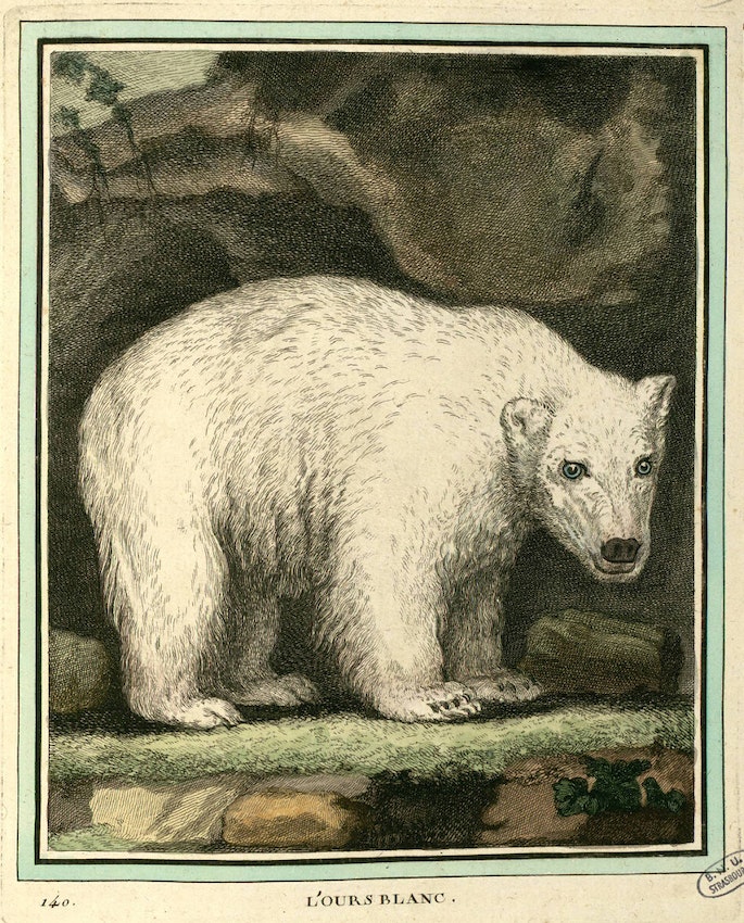 Buffon's Lours blanc the White Bear