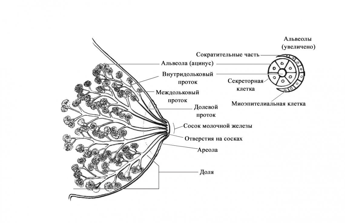 Молочная железа введение. Схема строения молочной железы. Дольки молочной железы анатомия. Схематичное строение молочной железы.. Схема строения альвеол молочной железы